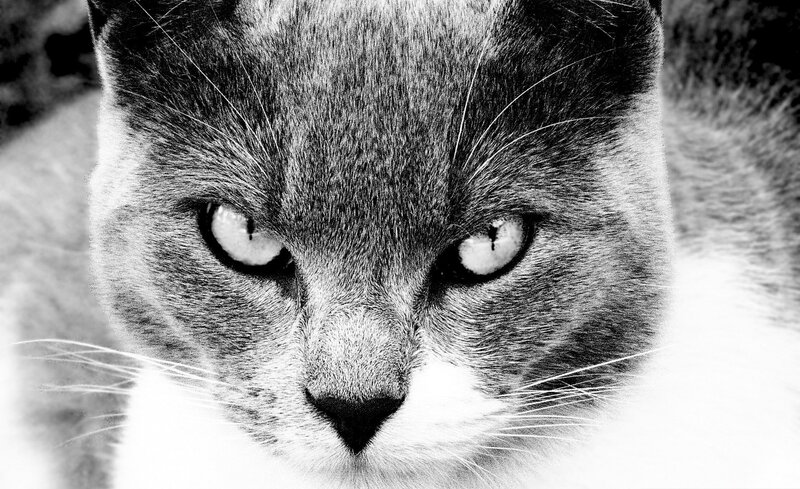 close-up of a cat's face