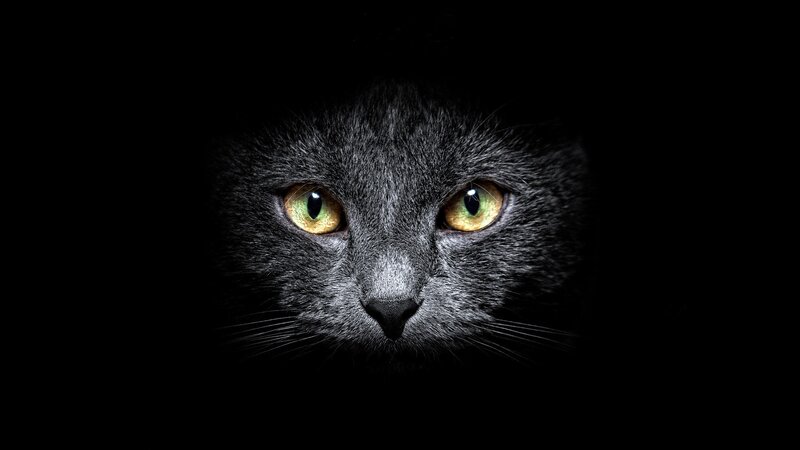 close-up of a cat's face
