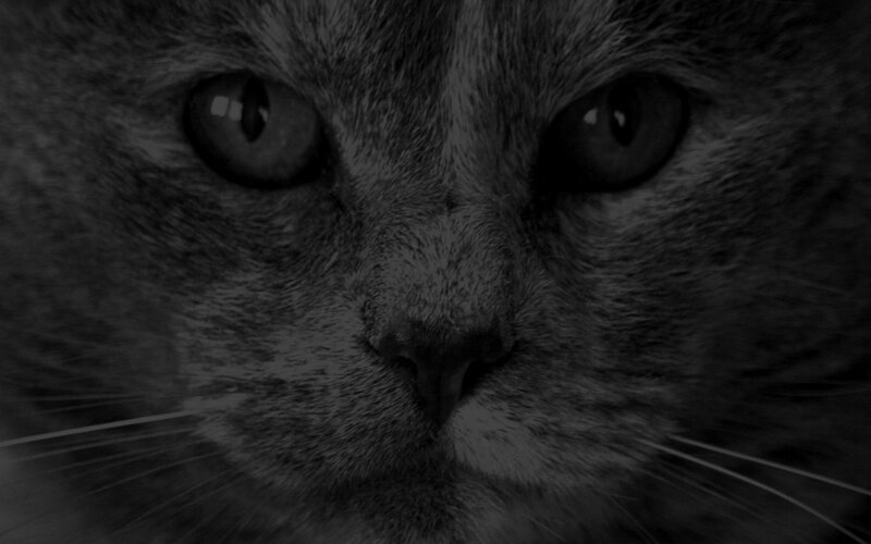 close-up of a cat's face