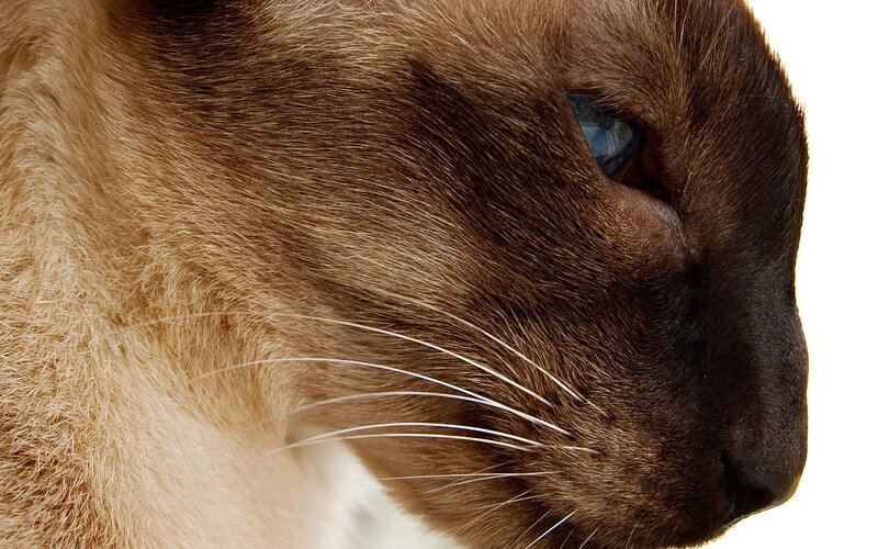 close-up of a cat's face