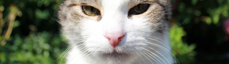 close-up of a cat's face