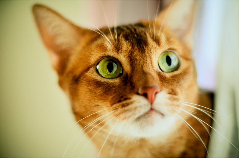 close-up of a cat's face