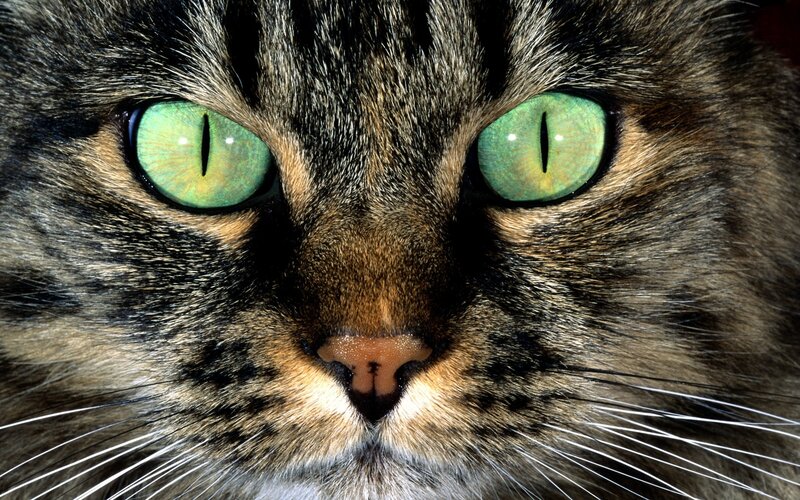 close-up of a cat's face