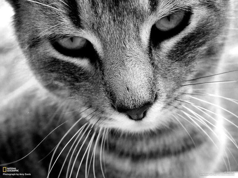 close-up of a cat's face