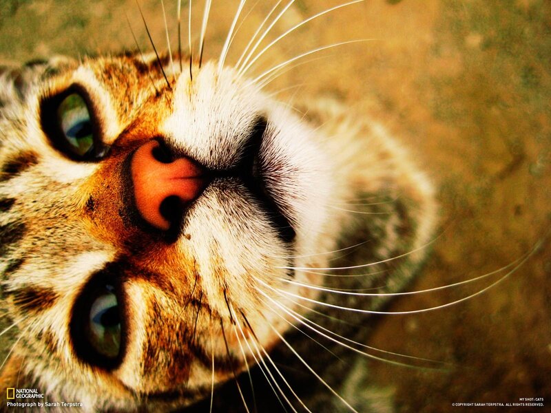 Close-up of a cat's face