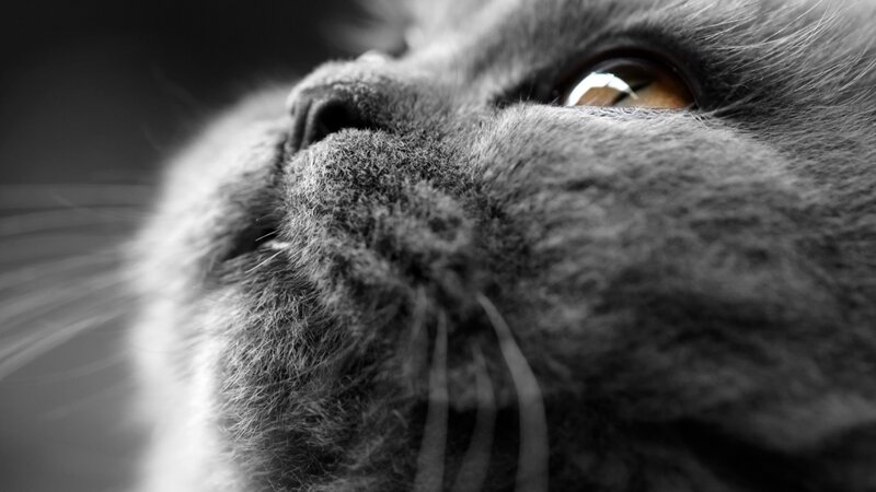 close-up of a cat's face