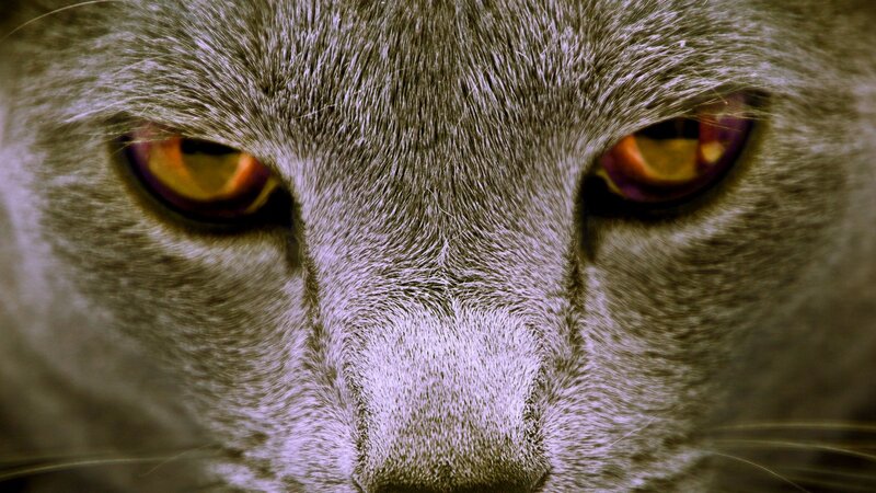 close-up of a cat's face
