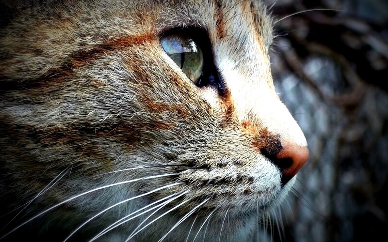 close-up of a cat's face