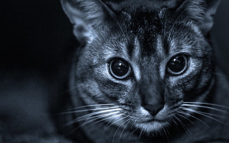 close-up of a cat's face