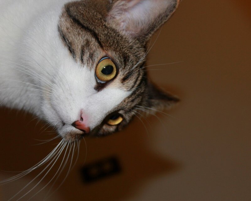 close-up of a cat's face