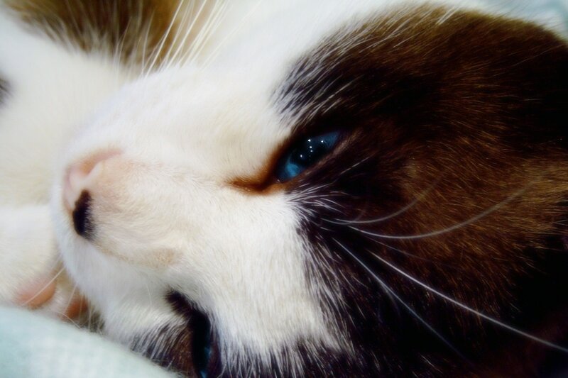 close-up of a cat's face