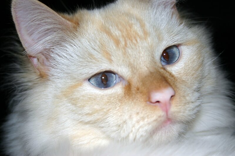 close-up of a cat's face