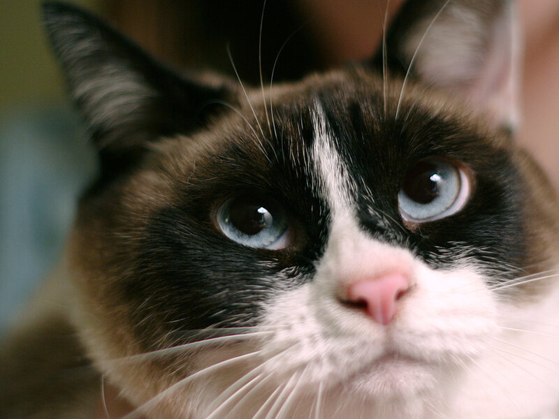 close-up of a cat's face