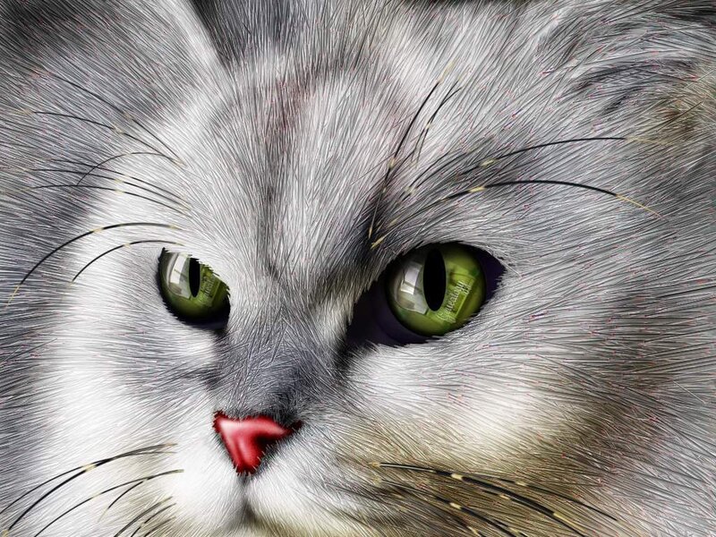 close-up of a cat's face