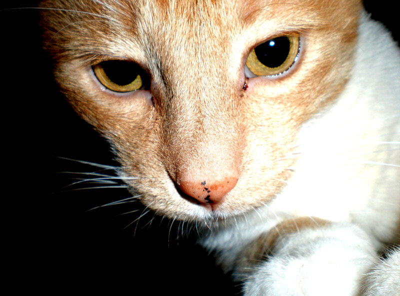 close-up of a cat's face