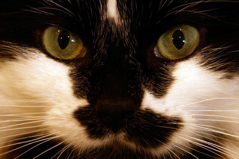 close-up of a cat's face