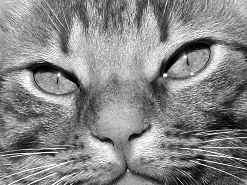 close-up of a cat's face