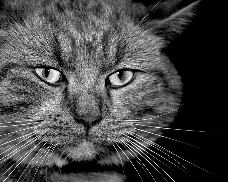 close-up of a cat's face