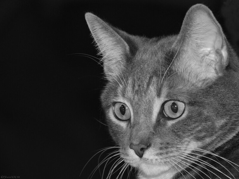 close-up of a cat's face