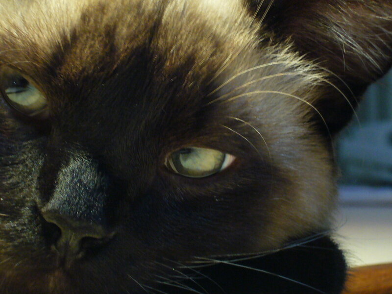 close-up of a cat's face