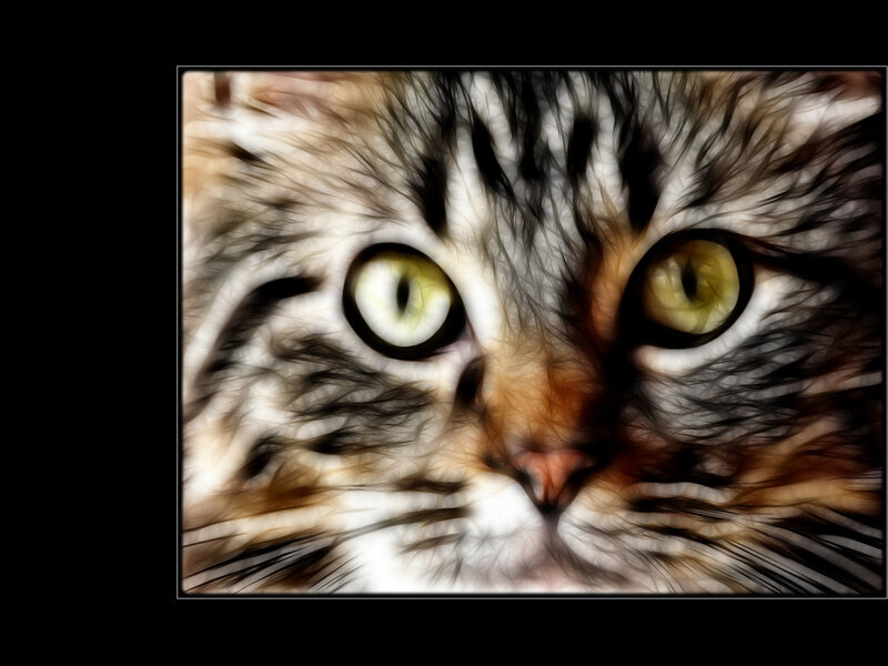 close-up of a cat's face