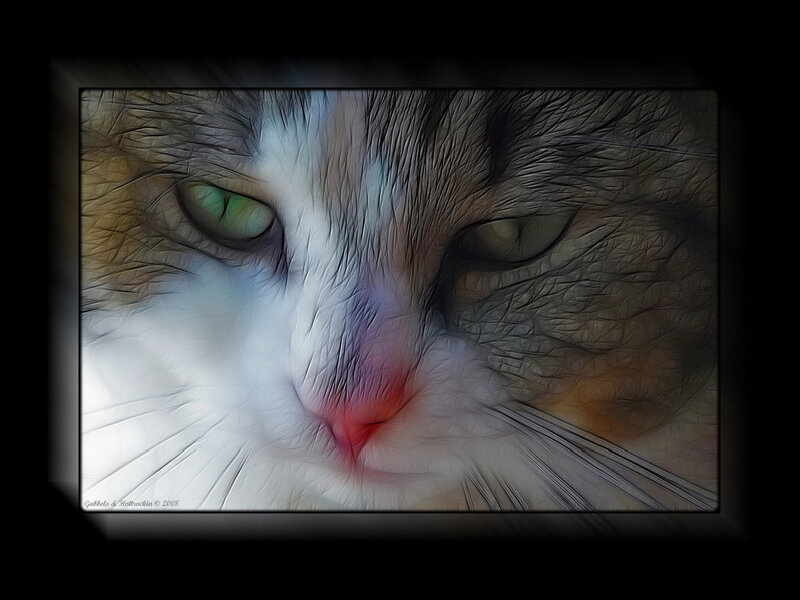 close-up of a cat's face