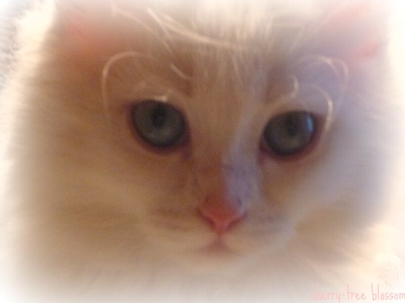 close-up of a cat's face
