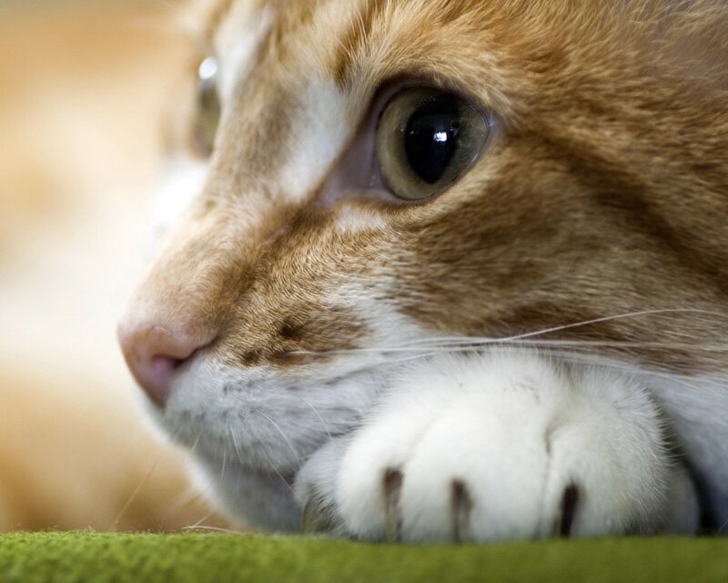 close-up of a cat's face