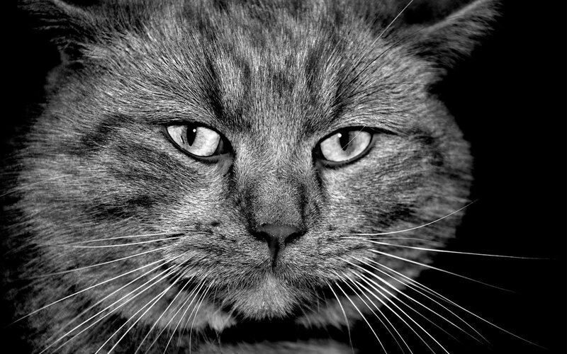 close-up of a cat's face