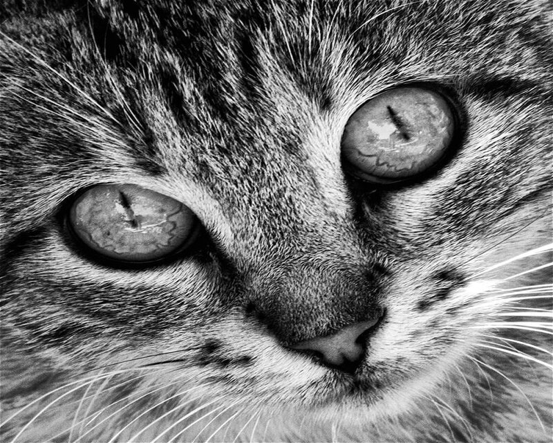 close-up of a cat's face