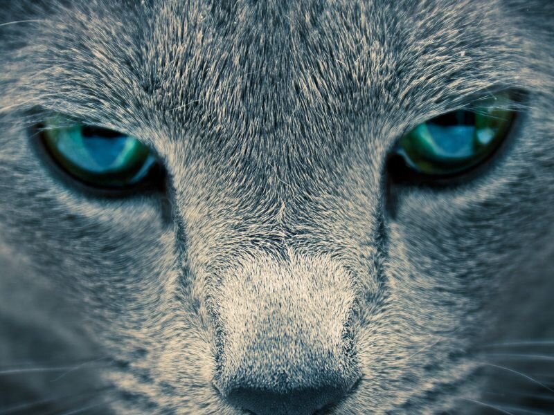close-up of a cat's face