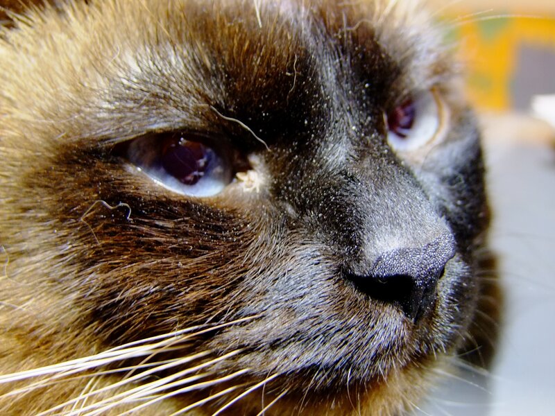 close-up of a cat's face