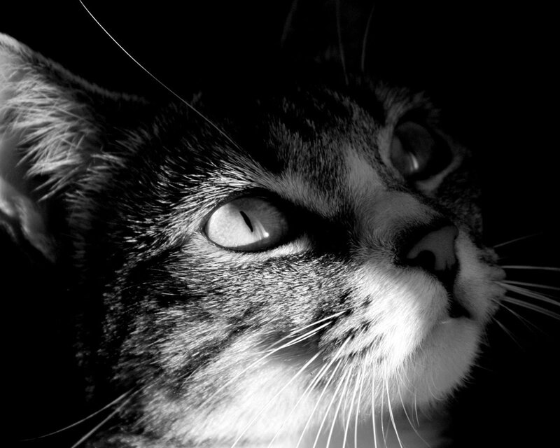 close-up of a cat's face