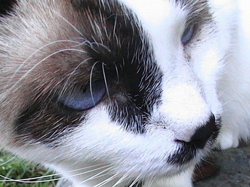 close-up of a cat's face