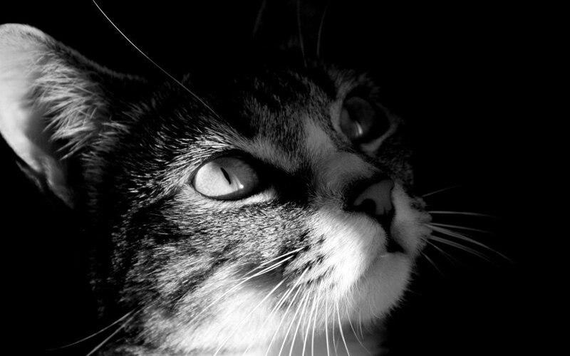 close-up of a cat's face