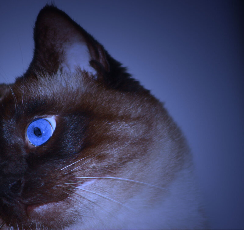 close-up of a cat's face