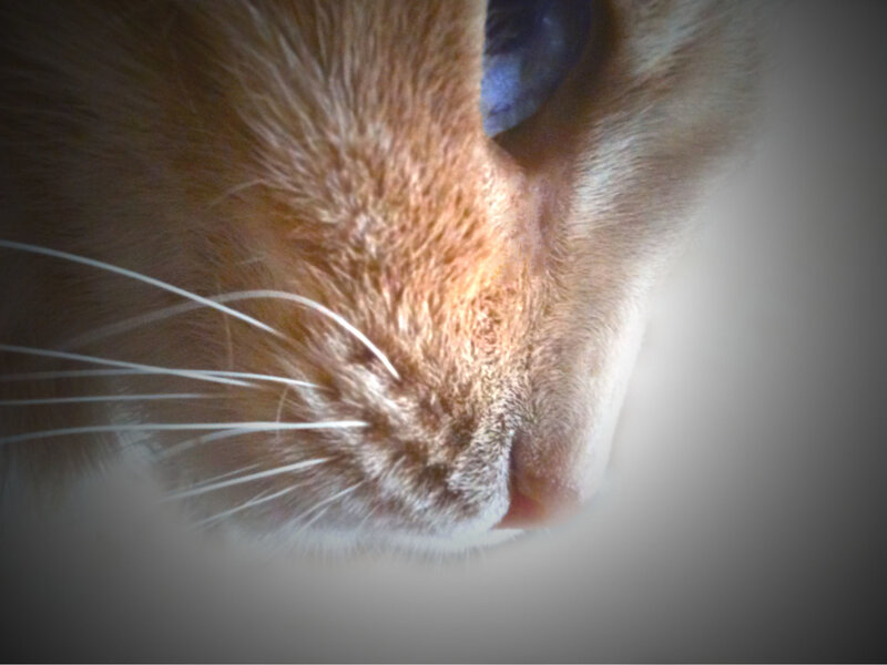 close-up of a cat's face