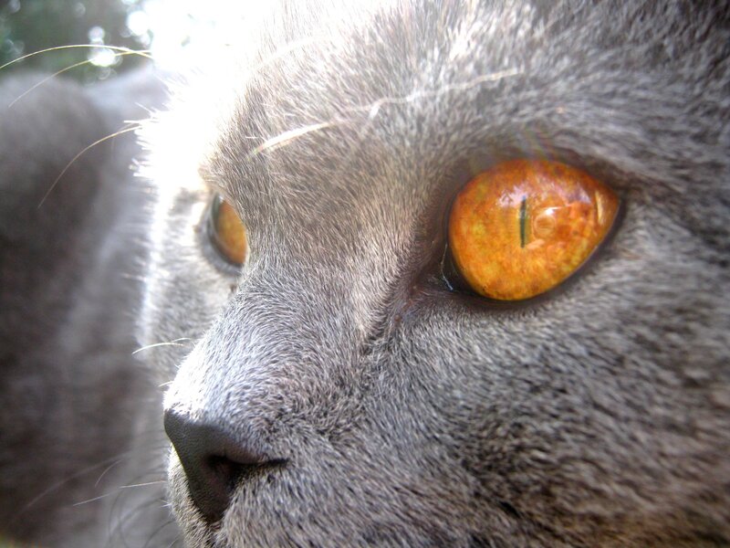 close-up of a cat's face