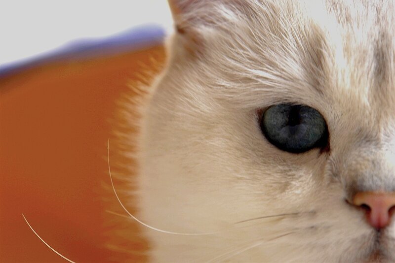 close-up of a cat's face