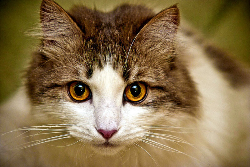 close-up of a cat's face