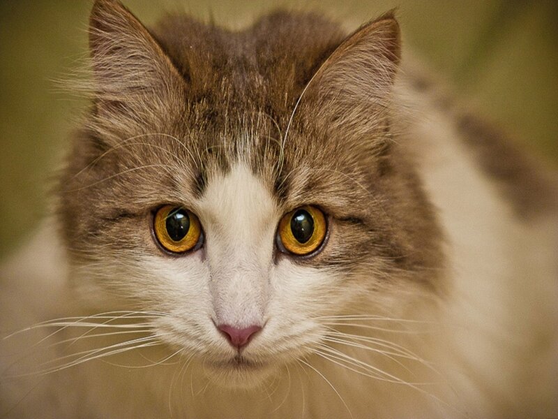 close-up of a cat's face