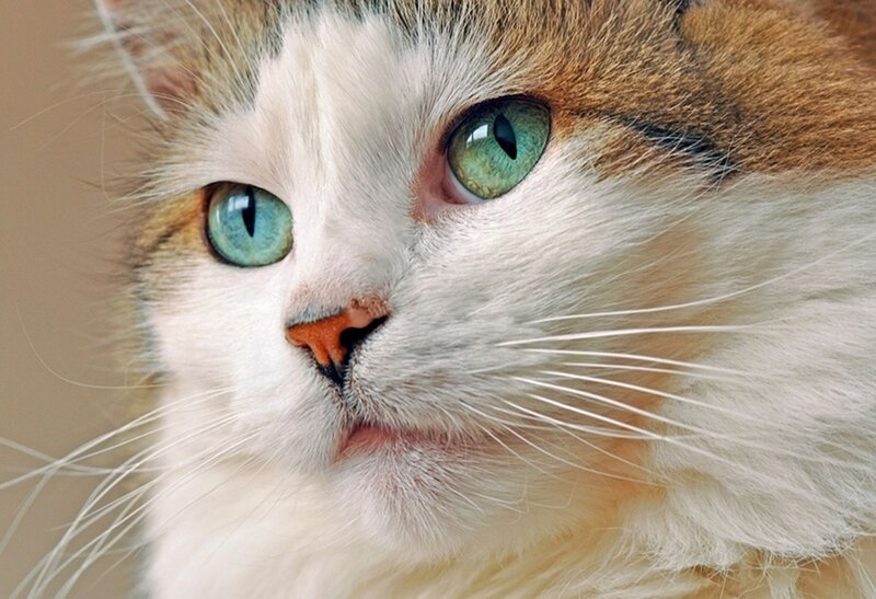 close-up of a cat's face