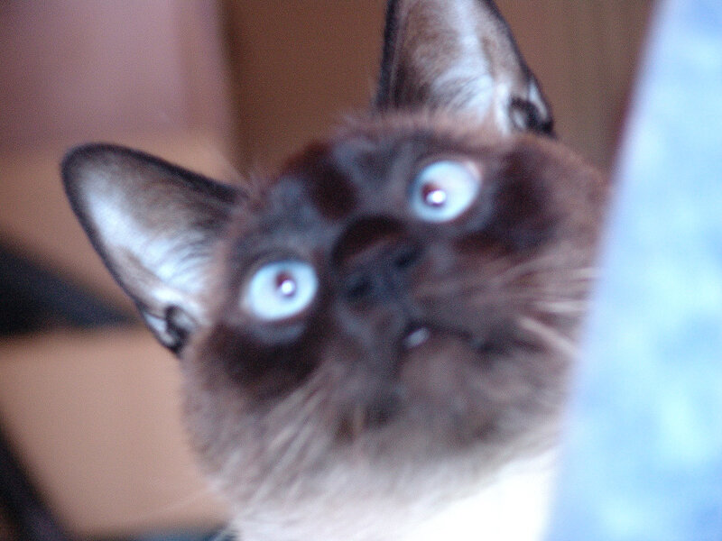 close-up of a cat's face