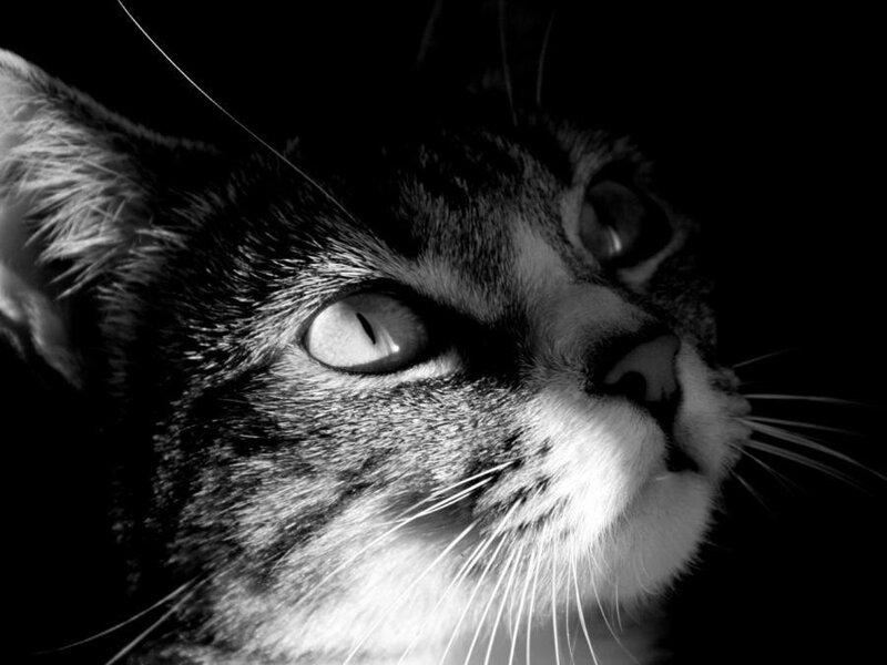 close-up of a cat's face