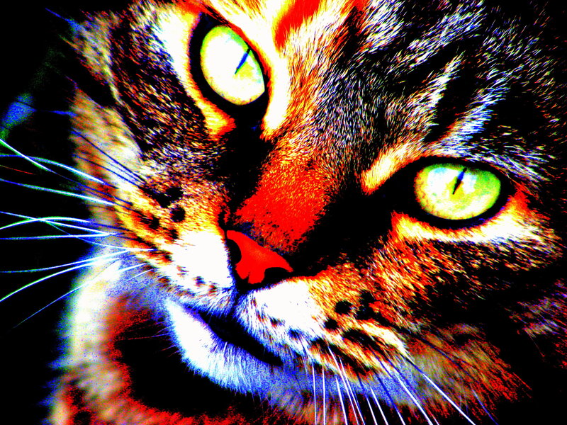close-up of a cat's face