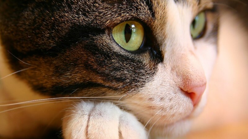 close-up of a cat's face