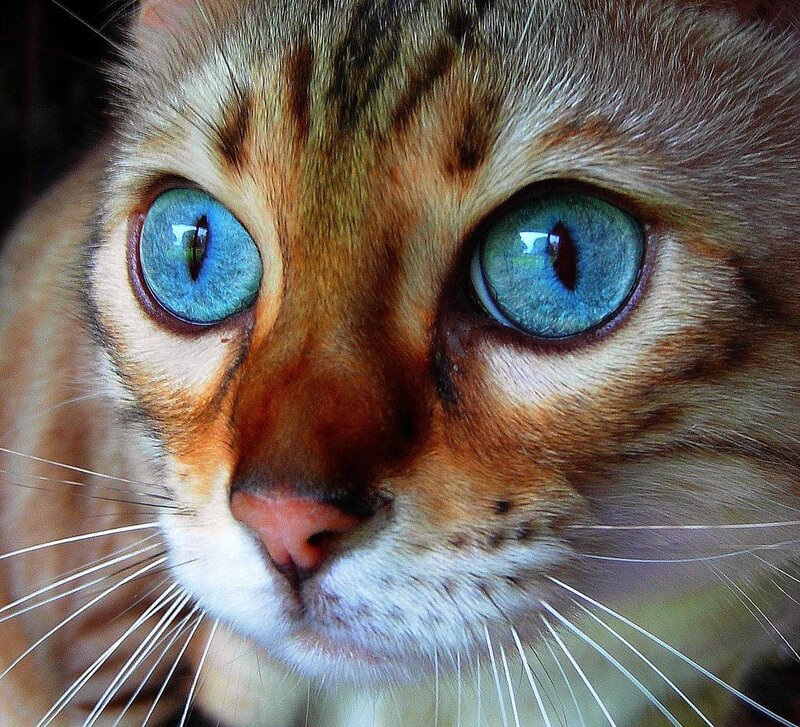 close-up of a cat's face