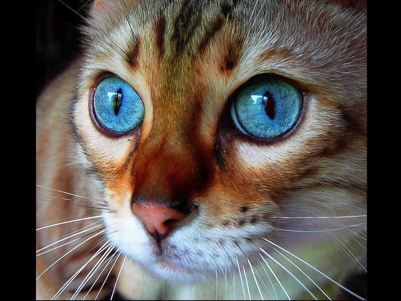 close-up of a cat's face