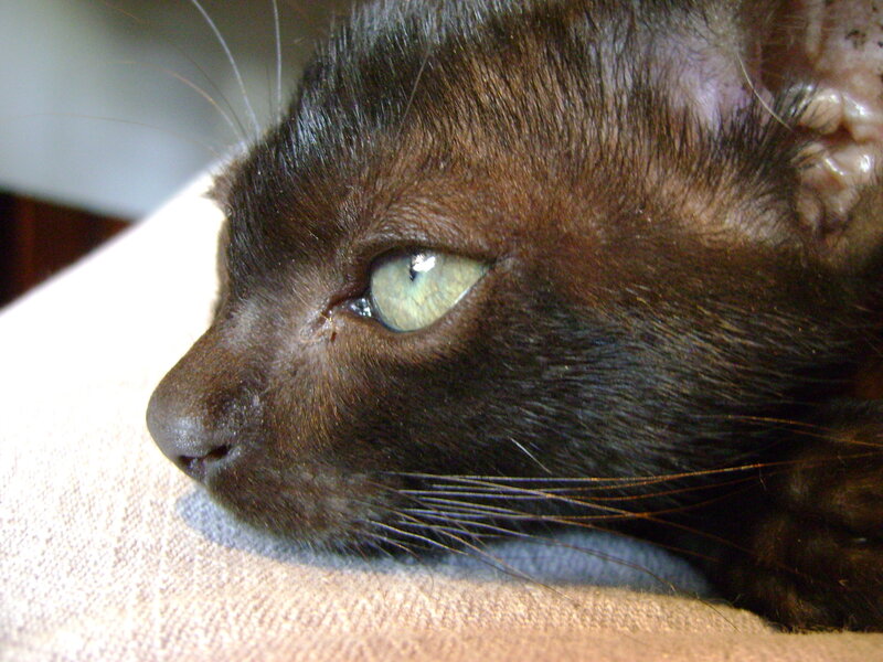 close-up of a cat's face
