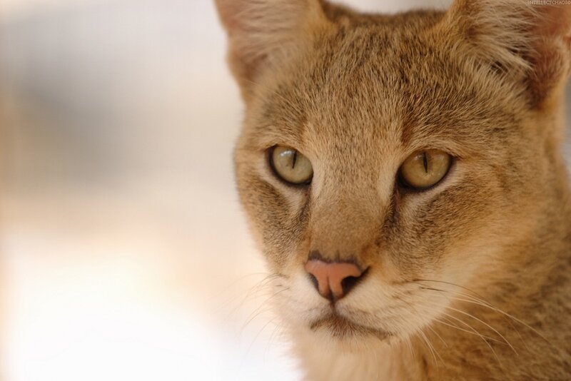 close-up of a cat's face